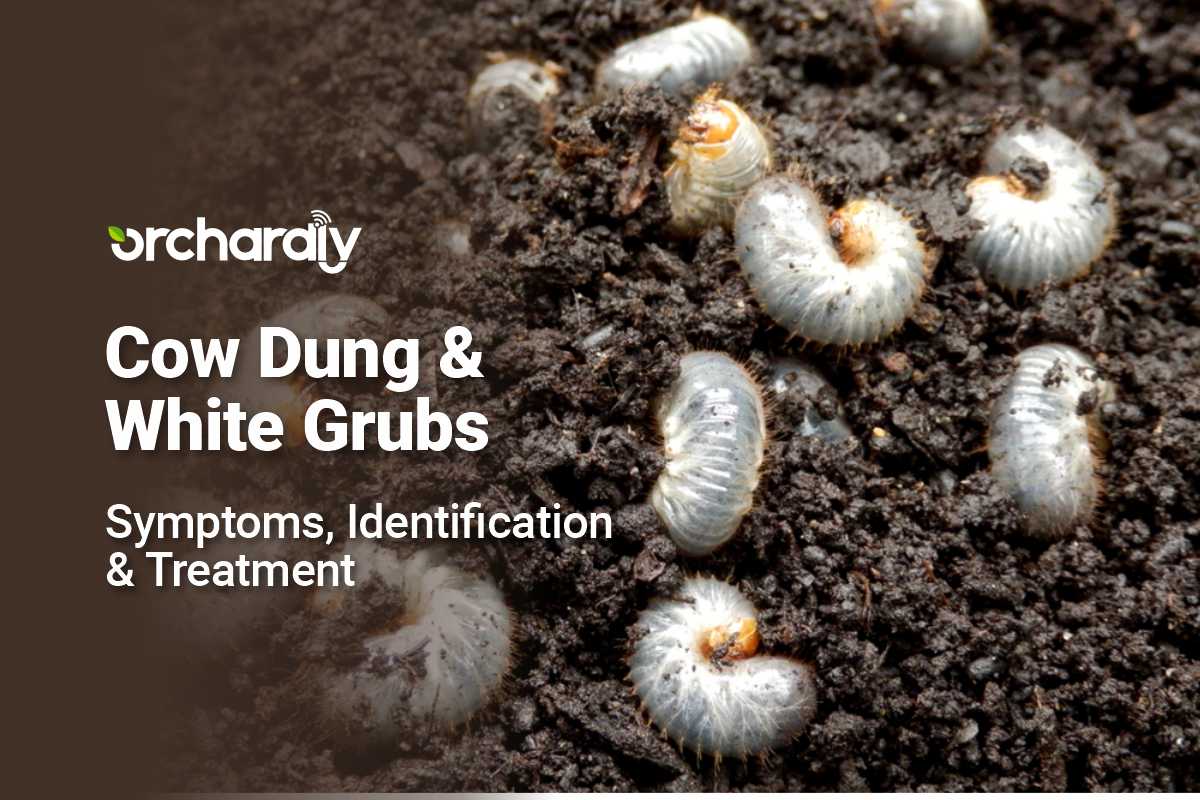 Cow Dung & White Grubs - Symptoms, Identification & Treatment - Orchardly®  Grow