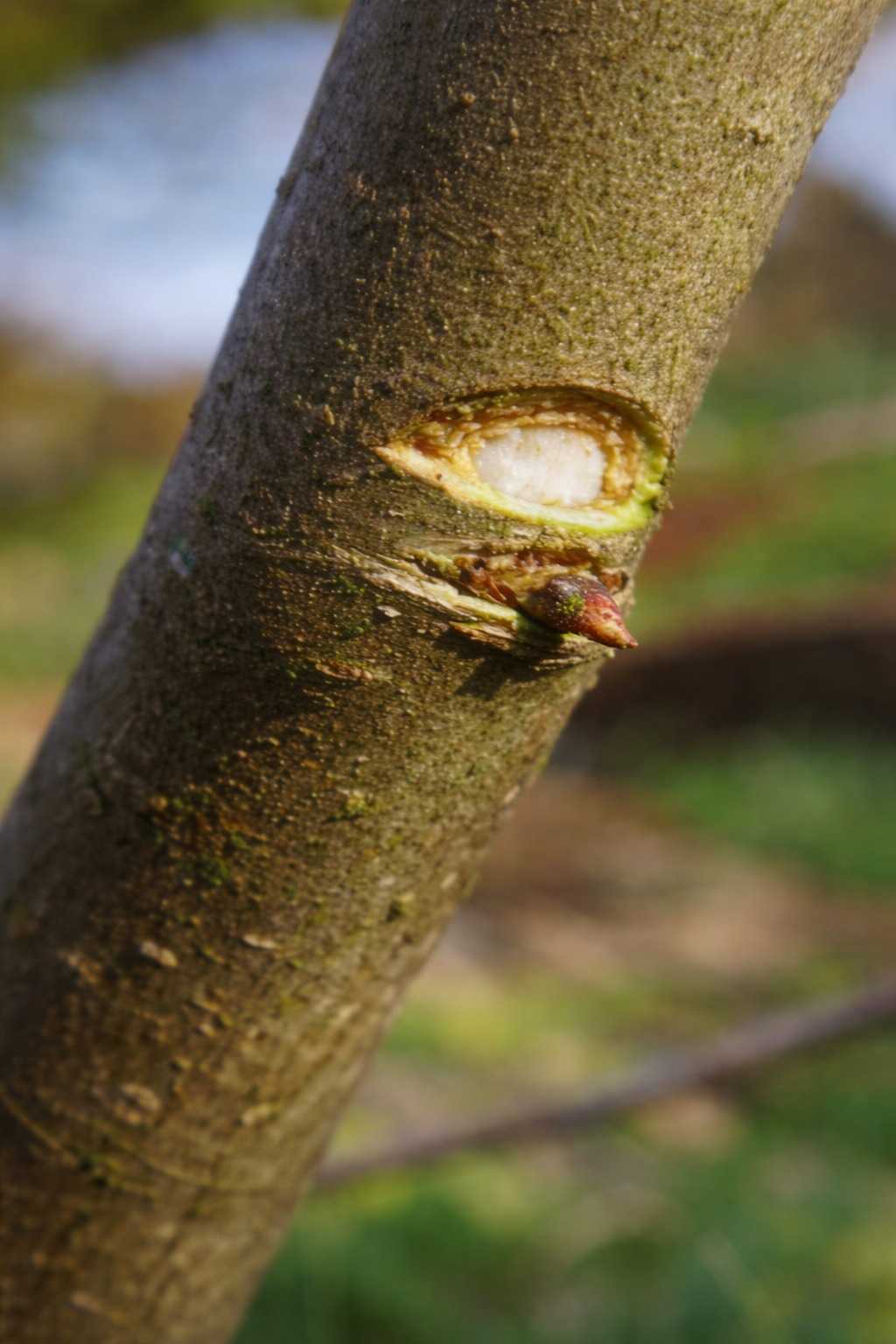 Notching and Nicking in Apple Trees: A Complete Guide - Orchardly® Grow