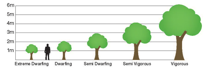 Different types of rootstocks